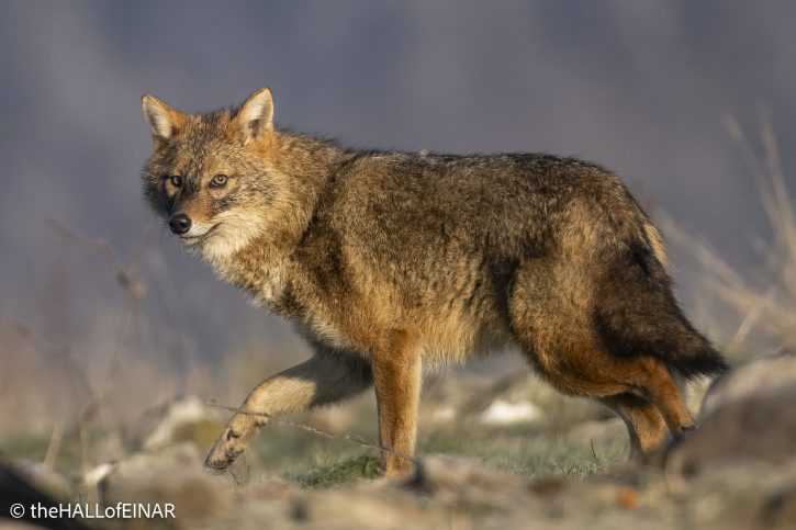 Golden Jackal - Rhodope Mountains - The Hall. of Einar - photograph © David Bailey (not the)