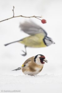 Goldfinch and Blue Tit - The Hall of Einar - photograph © David Bailey (not the)