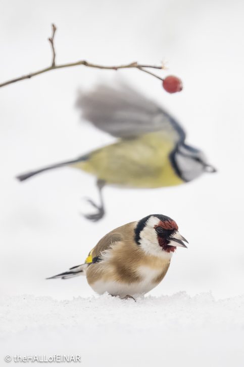 Goldfinch and Blue Tit - The Hall of Einar - photograph © David Bailey (not the)