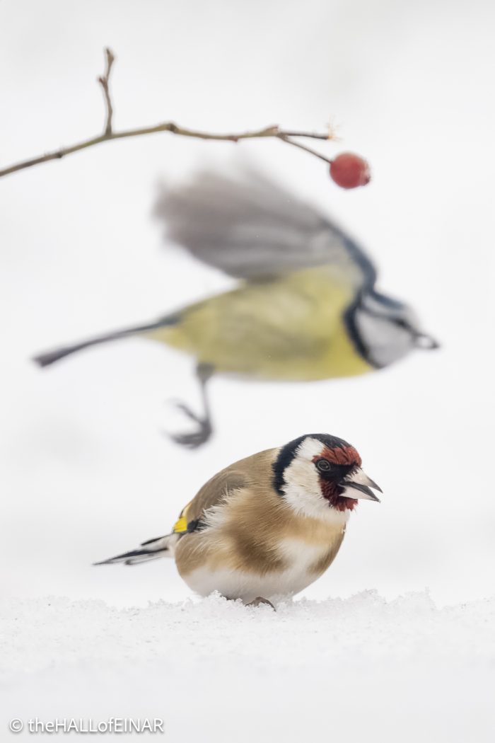 Goldfinch and Blue Tit - The Hall of Einar - photograph © David Bailey (not the)