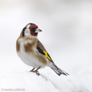 Goldfinch - The Hall of Einar - photograph © David Bailey (not the)