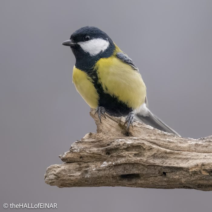 Great Tit - The Hall of Einar - photograph © David Bailey (not the)