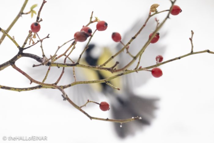 Great Tit - The Hall of Einar - photograph © David Bailey (not the)