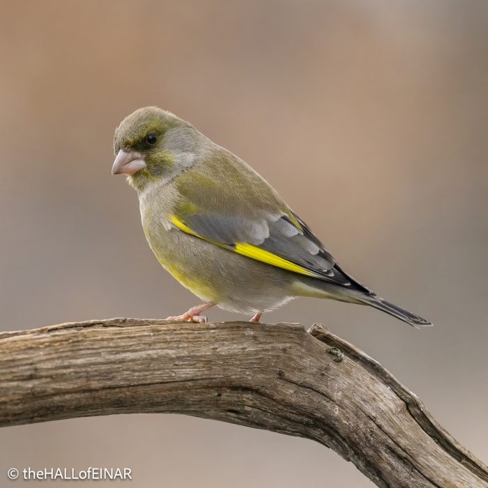 Greenfinch - The Hall of Einar - photograph © David Bailey (not the)