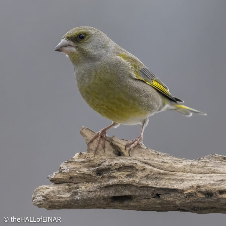 Greenfinch - The Hall of Einar - photograph © David Bailey (not the)