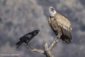 Griffon Vulture and Raven - Rhodope Mountains - The Hall of Einar - photograph © David Bailey (not the)