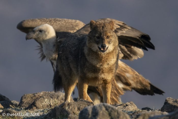 Golden Jackal and Griffon Vultures - Rhodope Mountains - The Hall of Einar - photograph © David Bailey (not the)