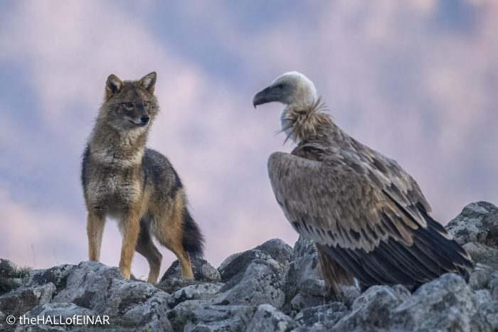 Golden Jackal and Griffon Vultures - Rhodope Mountains - The Hall. of Einar - photograph © David Bailey (not the)