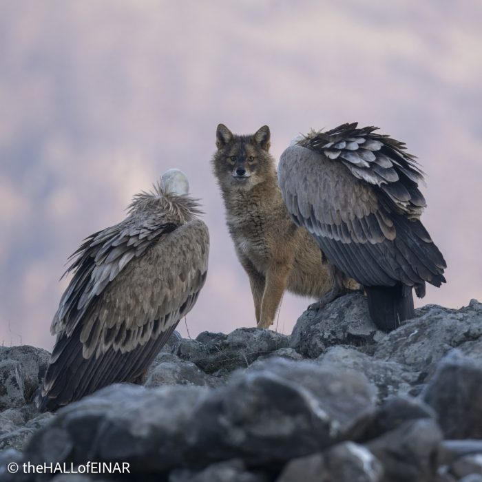 Golden Jackal and Griffon Vultures - Rhodope Mountains - The Hall of Einar - photograph © David Bailey (not the)