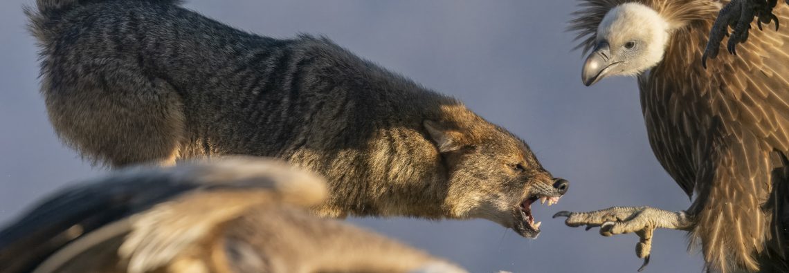 Golden Jackal and Griffon Vultures - Rhodope Mountains - The Hall of Einar - photograph © David Bailey (not the)