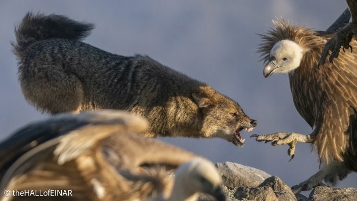 Golden Jackal and Griffon Vultures - Rhodope Mountains - The Hall. of Einar - photograph © David Bailey (not the)