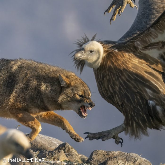 Golden Jackal and Griffon Vultures - Rhodope Mountains - The Hall of Einar - photograph © David Bailey (not the)
