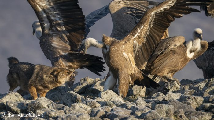 Golden Jackal and Griffon Vultures - Rhodope Mountains - The Hall of Einar - photograph © David Bailey (not the)