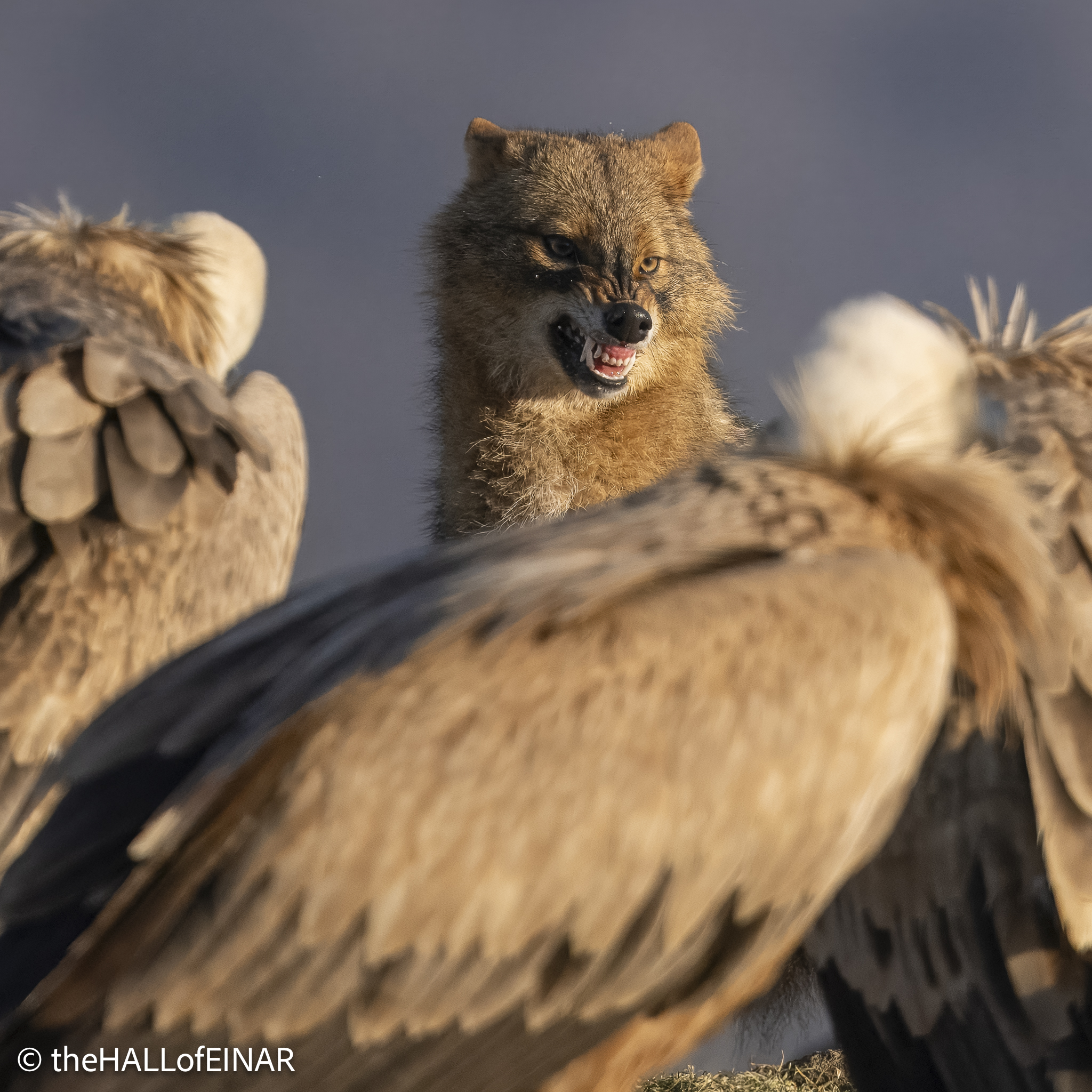 Golden Jackal and Griffon Vultures - Rhodope Mountains - The Hall of Einar - photograph © David Bailey (not the)