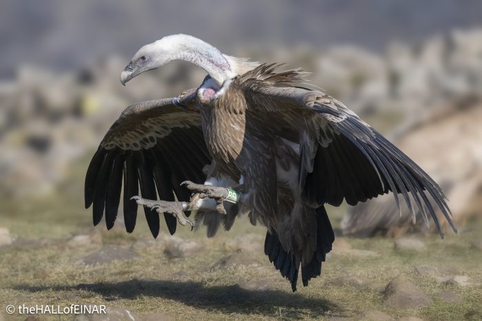 Griffon Vulture - Rhodope Mountains - The Hall of Einar - photograph © David Bailey (not the)