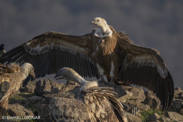 Griffon Vulture - Rhodope Mountains - The Hall of Einar - photograph © David Bailey (not the)