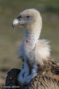 Griffon Vulture - Rhodope Mountains - The Hall of Einar - photograph © David Bailey (not the)