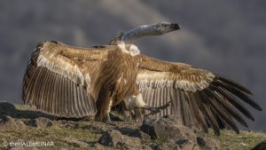 Griffon Vulture - Rhodope Mountains - The Hall of Einar - photograph © David Bailey (not the)