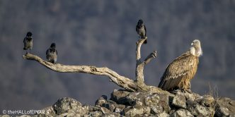 Griffon Vulture - Rhodope Mountains - The Hall of Einar - photograph © David Bailey (not the)