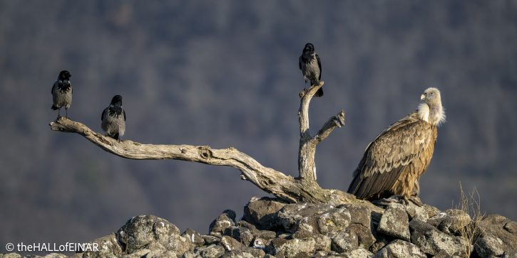 Griffon Vulture - Rhodope Mountains - The Hall of Einar - photograph © David Bailey (not the)