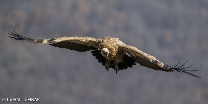 Griffon Vulture - Rhodope Mountains - The Hall of Einar - photograph © David Bailey (not the)