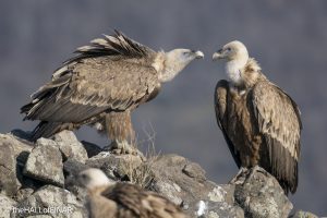 Griffon Vulture - Rhodope Mountains - The Hall of Einar - photograph © David Bailey (not the)