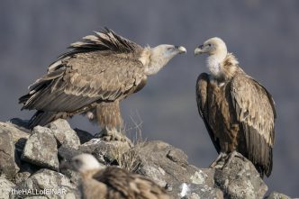 Griffon Vulture - Rhodope Mountains - The Hall of Einar - photograph © David Bailey (not the)