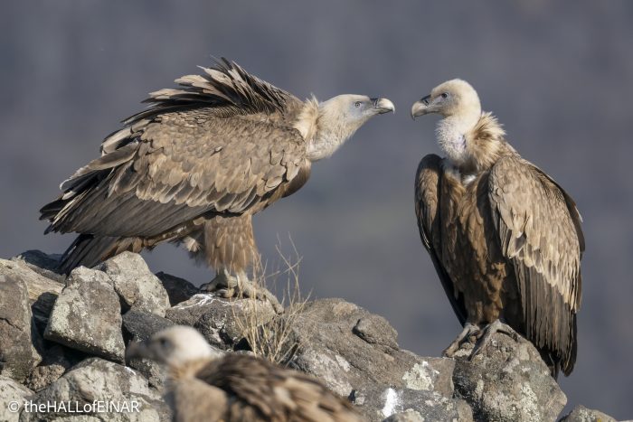 Griffon Vulture - Rhodope Mountains - The Hall of Einar - photograph © David Bailey (not the)
