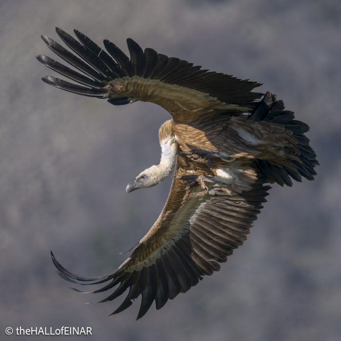Griffon Vulture - Rhodope Mountains - The Hall of Einar - photograph © David Bailey (not the)
