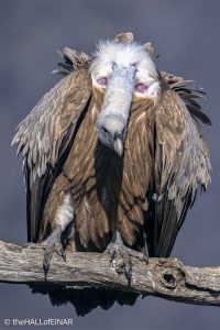 Griffon Vulture - Rhodope Mountains - The Hall of Einar - photograph © David Bailey (not the)