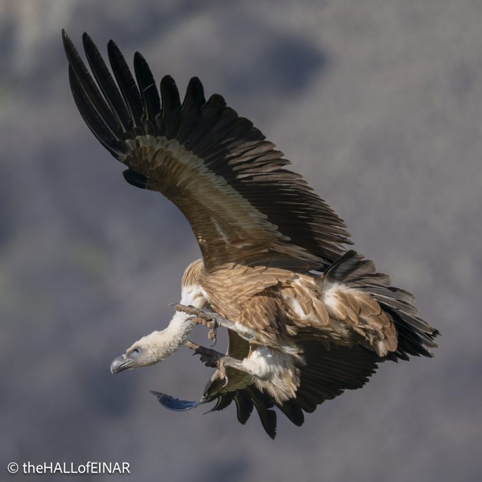 Griffon Vulture - Rhodope Mountains - The Hall of Einar - photograph © David Bailey (not the)