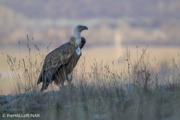 Griffon Vulture - Rhodope Mountains - The Hall of Einar - photograph © David Bailey (not the)