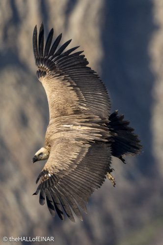 Griffon Vulture - Rhodope Mountains - The Hall of Einar - photograph © David Bailey (not the)