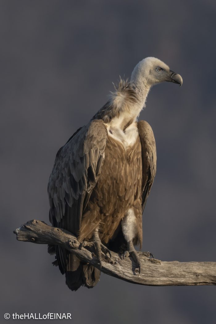 Griffon Vulture - Rhodope Mountains - The Hall of Einar - photograph © David Bailey (not the)
