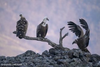 Griffon Vultures - Rhodope Mountains - The Hall. of Einar - photograph © David Bailey (not the)