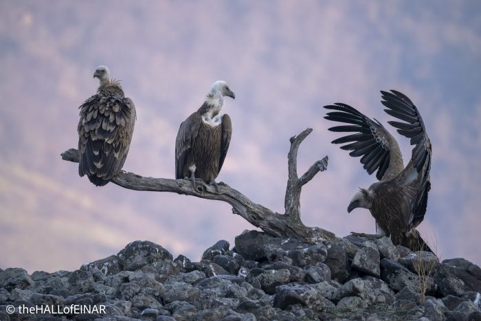 Griffon Vultures - Rhodope Mountains - The Hall of Einar - photograph © David Bailey (not the)
