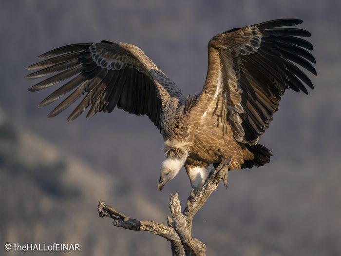 Griffon Vulture - Rhodope Mountains - The Hall of Einar - photograph © David Bailey (not the)