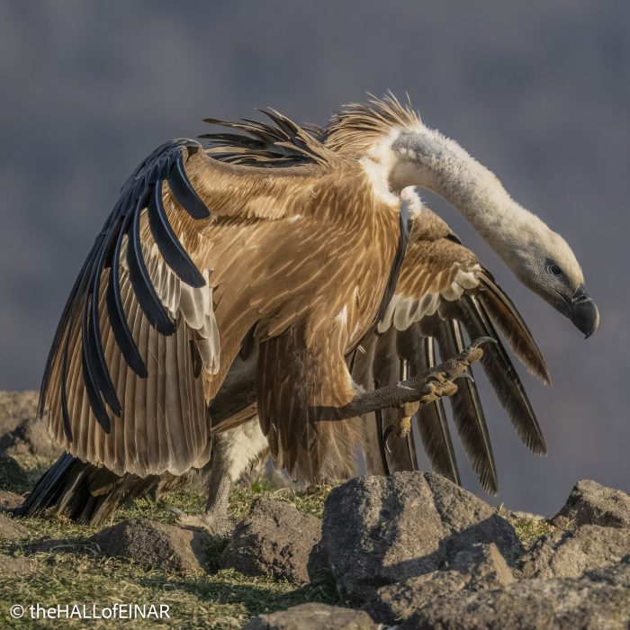 Griffon Vulture - Rhodope Mountains - The Hall of Einar - photograph © David Bailey (not the)