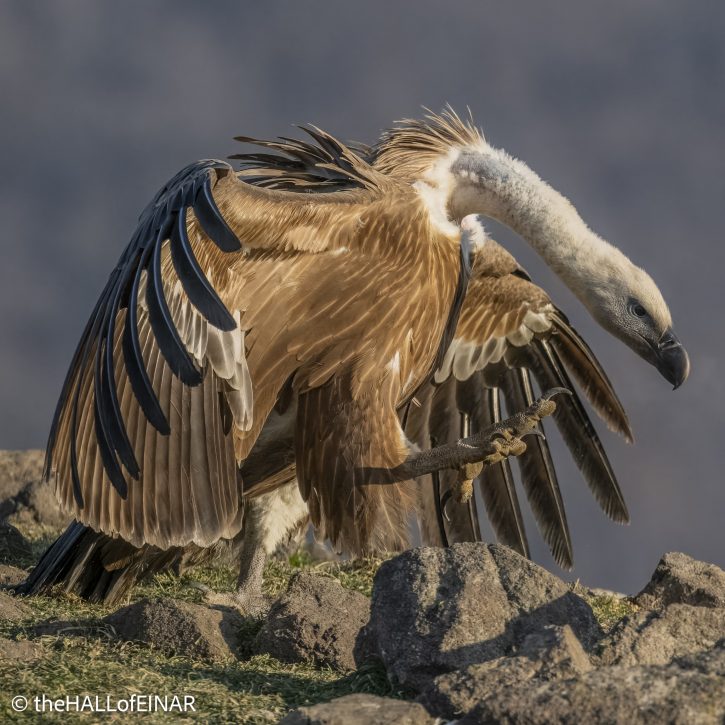 Griffon Vulture - Rhodope Mountains - The Hall of Einar - photograph © David Bailey (not the)