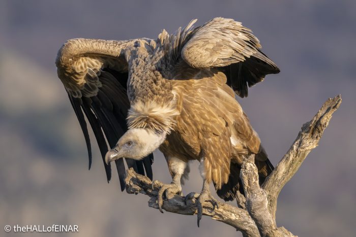 Griffon Vulture - Rhodope Mountains - The Hall of Einar - photograph © David Bailey (not the)