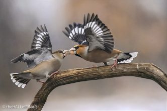 Hawfinch - The Hall of Einar - photograph © David Bailey (not the)