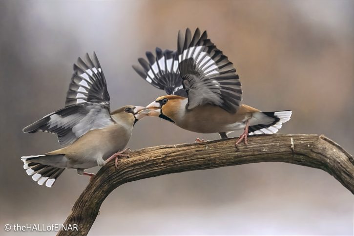 Hawfinch - The Hall of Einar - photograph © David Bailey (not the)