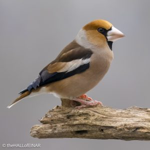 Hawfinch - The Hall of Einar - photograph © David Bailey (not the)
