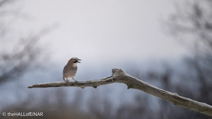 Jay - The Hall of Einar - photograph © David Bailey (not the)