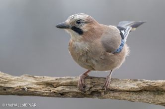 Jay - The Hall of Einar - photograph © David Bailey (not the)