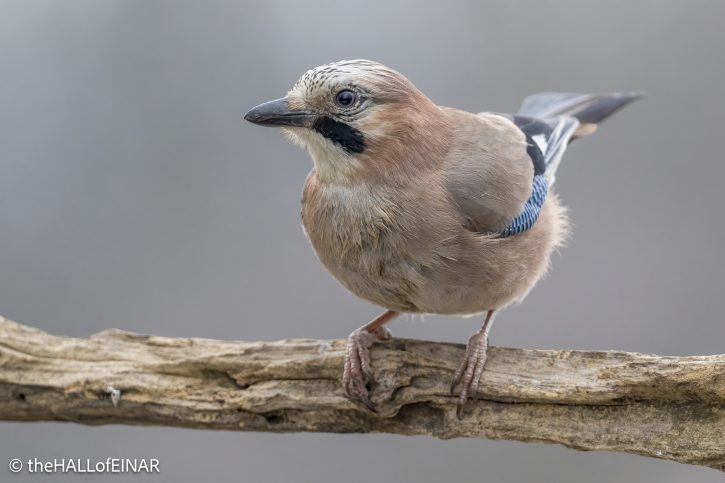Jay - The Hall of Einar - photograph © David Bailey (not the)