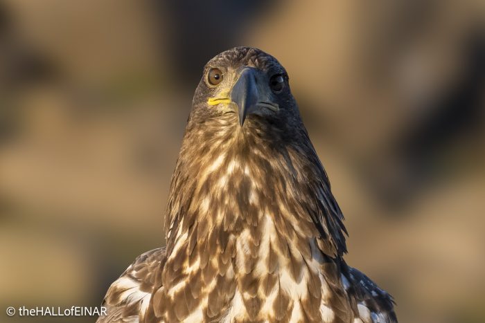 White-Tailed Eagle - Rhodope Mountains - The Hall. of Einar - photograph © David Bailey (not the)