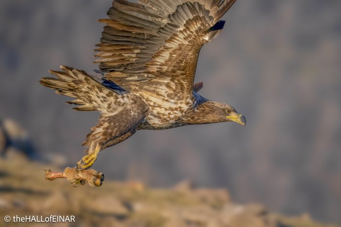 White-Tailed Eagle - Rhodope Mountains - The Hall of Einar - photograph © David Bailey (not the)