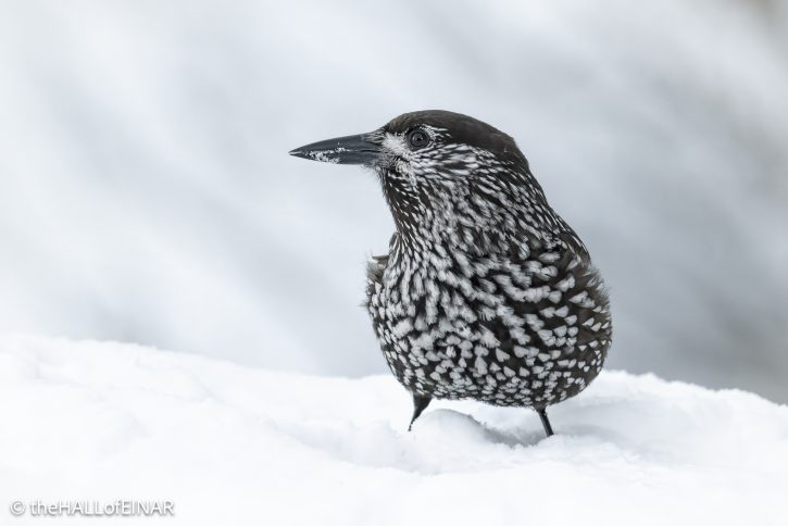 Northern Nutcracker - The Hall of Einar - photograph © David Bailey (not the)