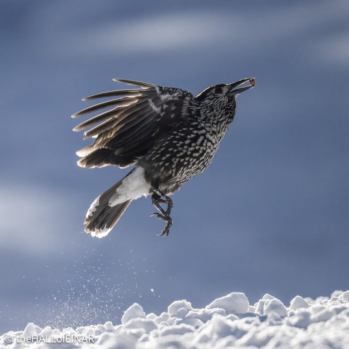 Northern Nutcracker - The Hall of Einar - photograph © David Bailey (not the)